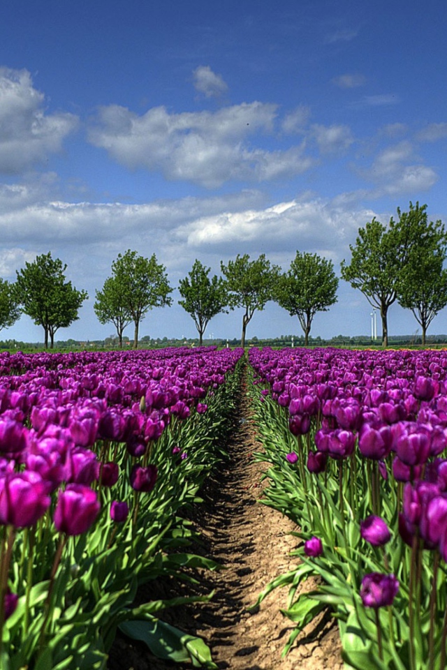 Screenshot №1 pro téma Purple Tulip Field In Holland 640x960