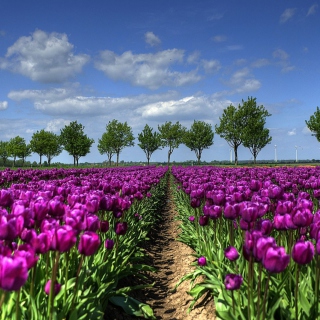 Kostenloses Purple Tulip Field In Holland Wallpaper für iPad