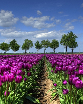 Purple Tulip Field In Holland - Obrázkek zdarma pro 768x1280