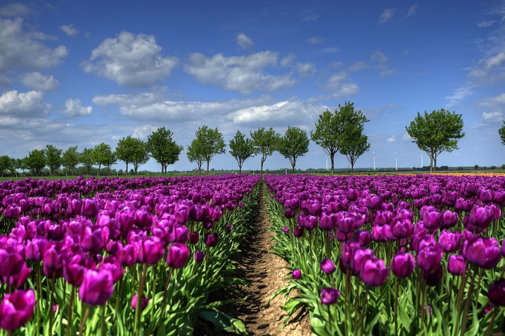 Das Purple Tulip Field In Holland Wallpaper