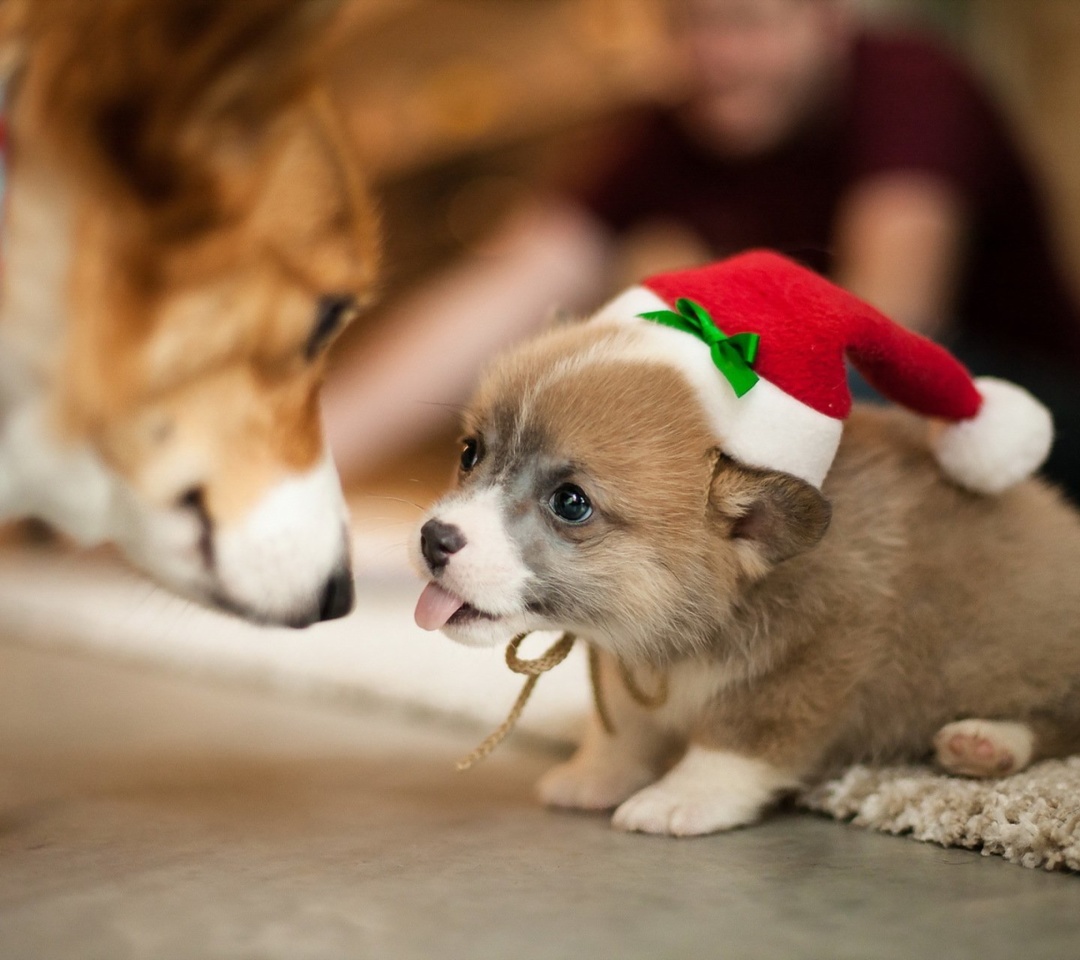 Обои Christmas Puppy Apparel 1080x960