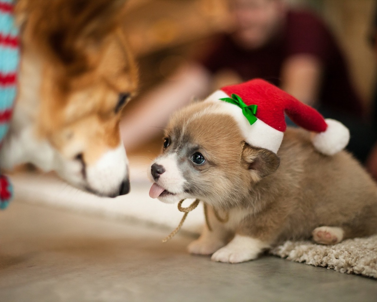 Обои Christmas Puppy Apparel 1280x1024