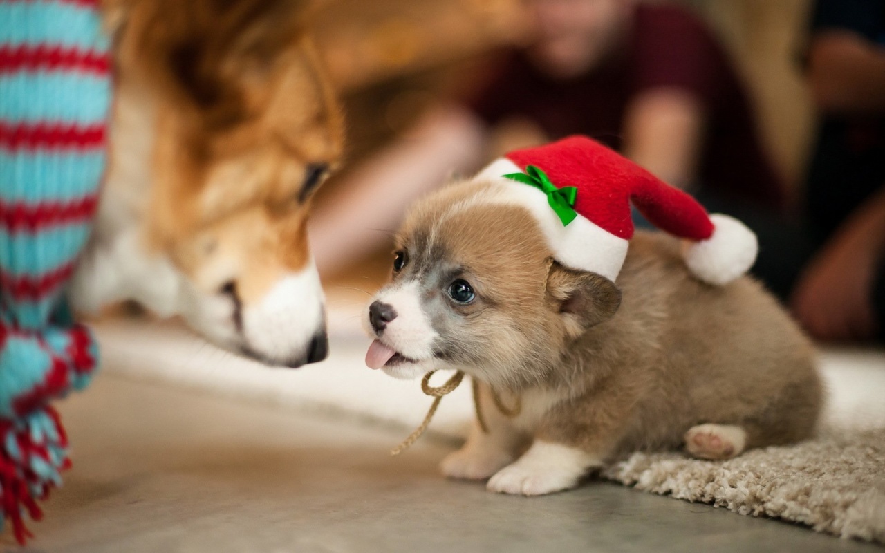 Das Christmas Puppy Apparel Wallpaper 1280x800