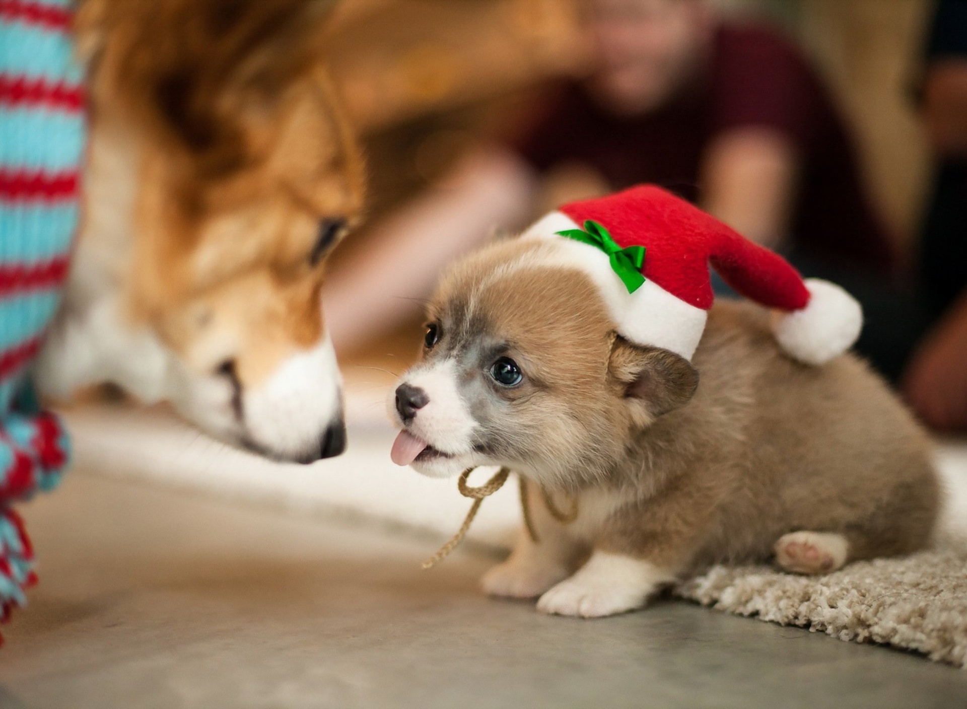 Fondo de pantalla Christmas Puppy Apparel 1920x1408