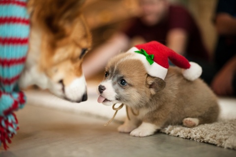 Обои Christmas Puppy Apparel 480x320
