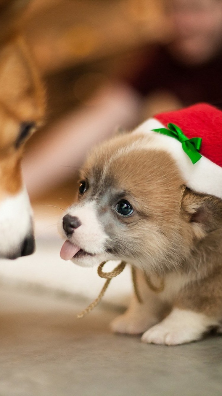 Sfondi Christmas Puppy Apparel 750x1334