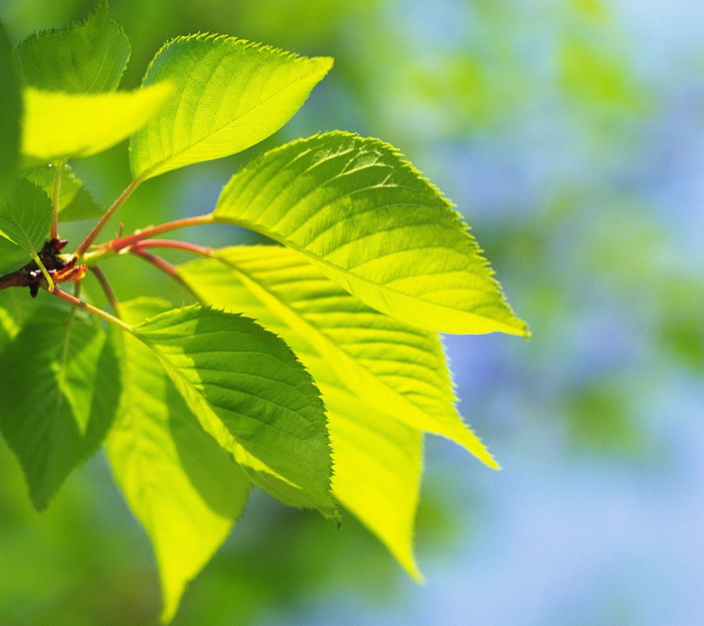 Screenshot №1 pro téma Green Cherry Leaves 1440x1280