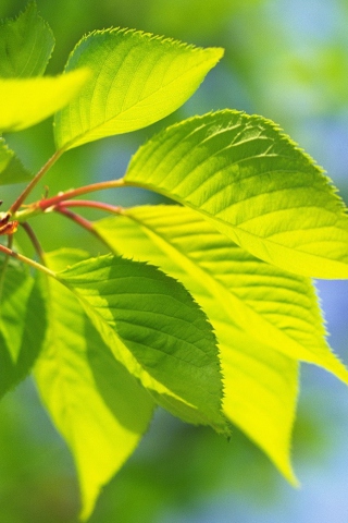 Sfondi Green Cherry Leaves 320x480