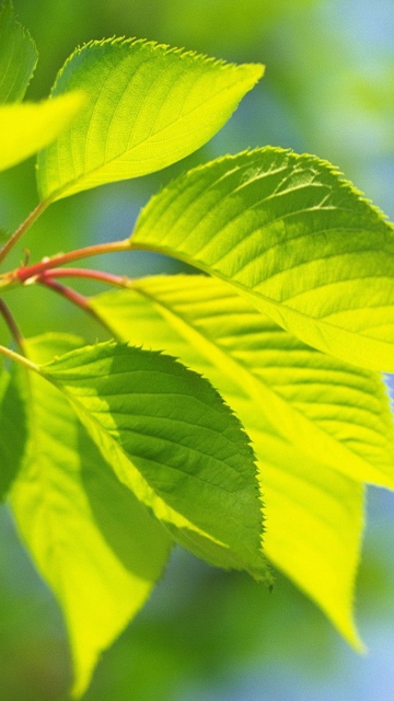 Green Cherry Leaves screenshot #1 360x640