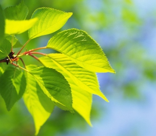 Green Cherry Leaves - Obrázkek zdarma pro 208x208