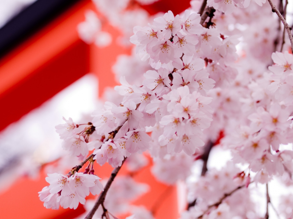 Das White Cherry Blossoms Wallpaper 1024x768