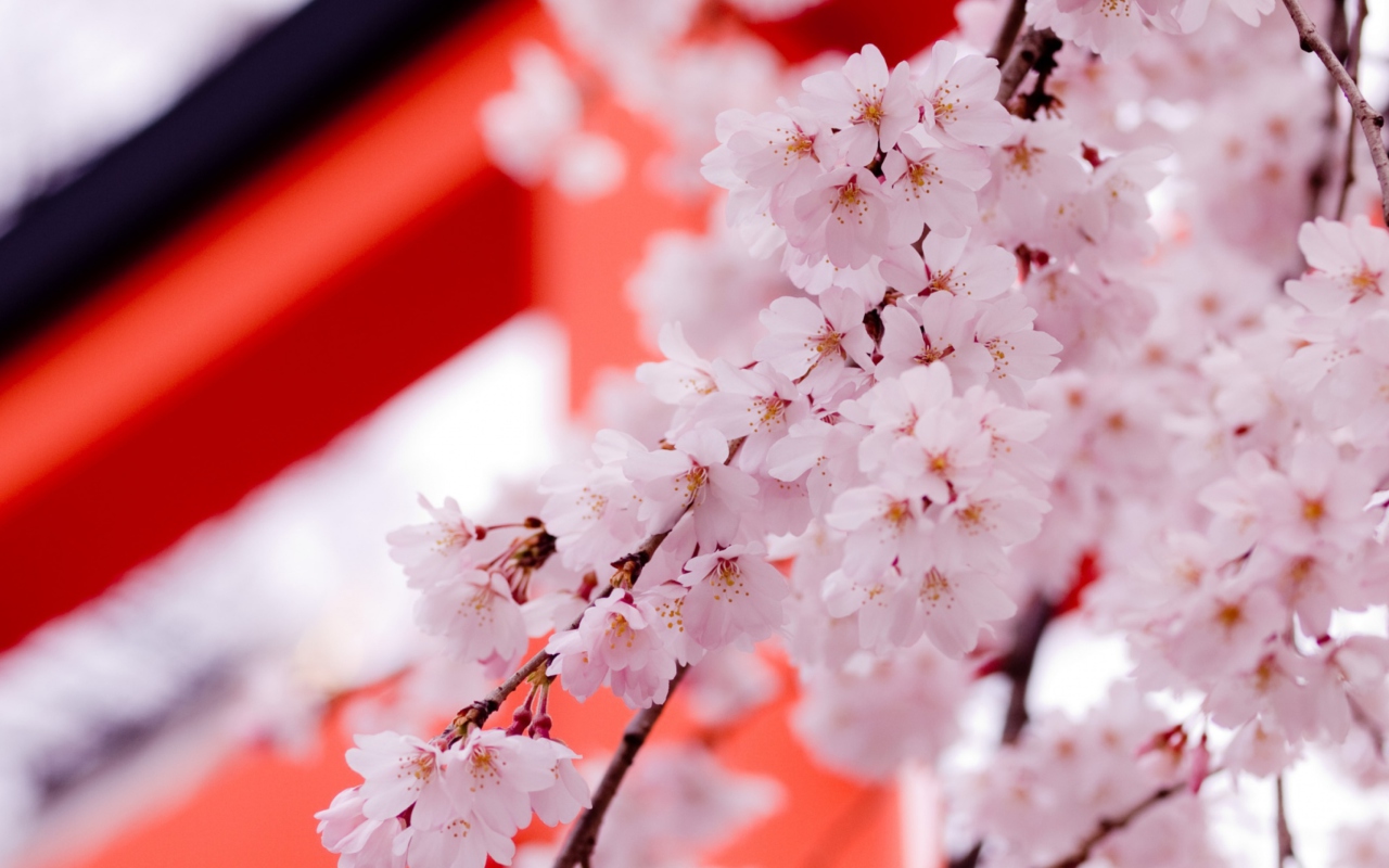 Обои White Cherry Blossoms 1280x800