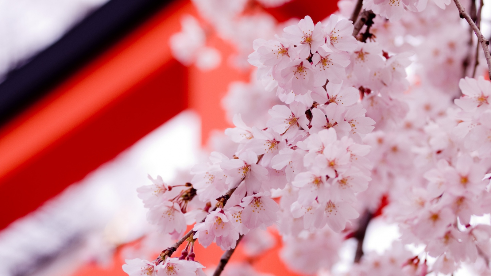 Обои White Cherry Blossoms 1600x900