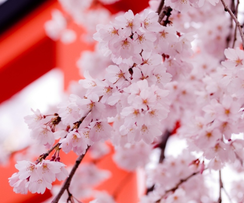 Sfondi White Cherry Blossoms 480x400