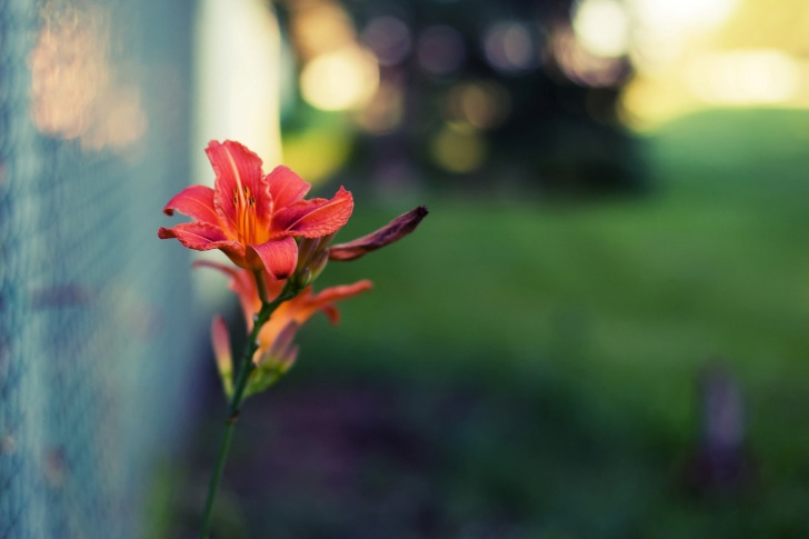 Fondo de pantalla Red Flower