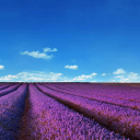 Обои Lavender Fields Location 128x128