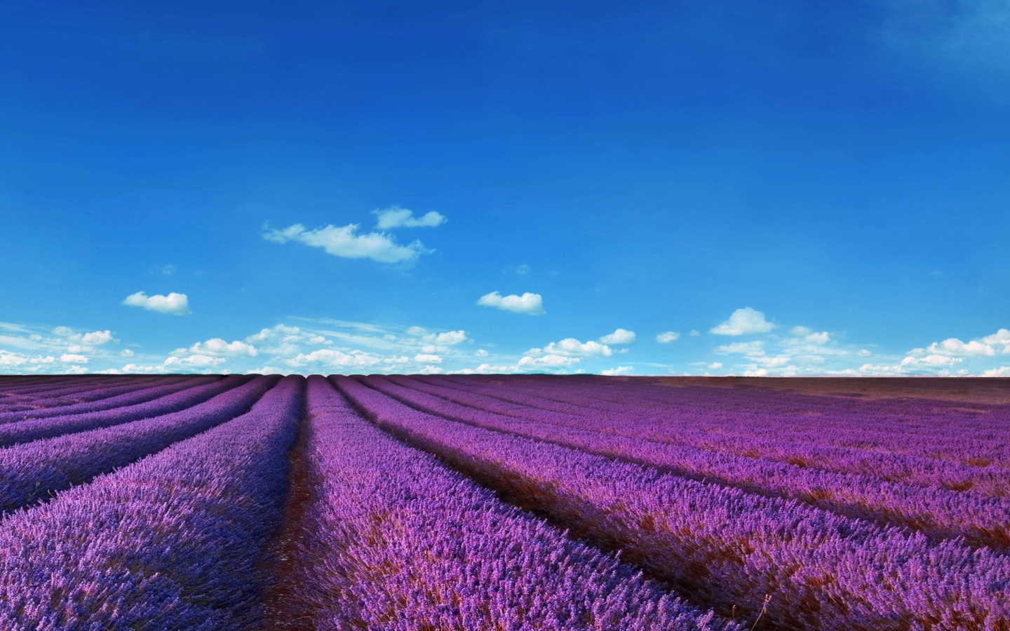 Fondo de pantalla Lavender Fields Location 1440x900