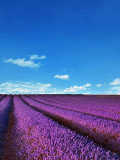 Das Lavender Fields Location Wallpaper 240x320