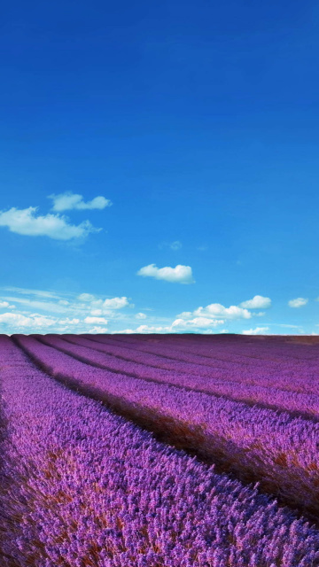 Sfondi Lavender Fields Location 360x640