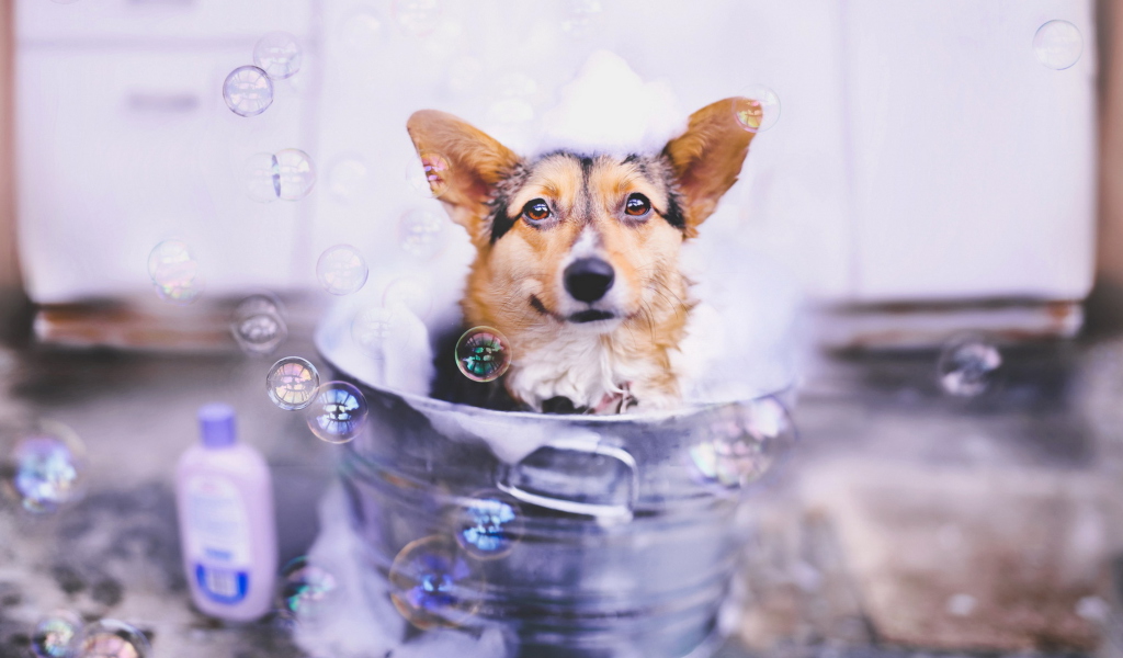 Dog And Bubbles wallpaper 1024x600