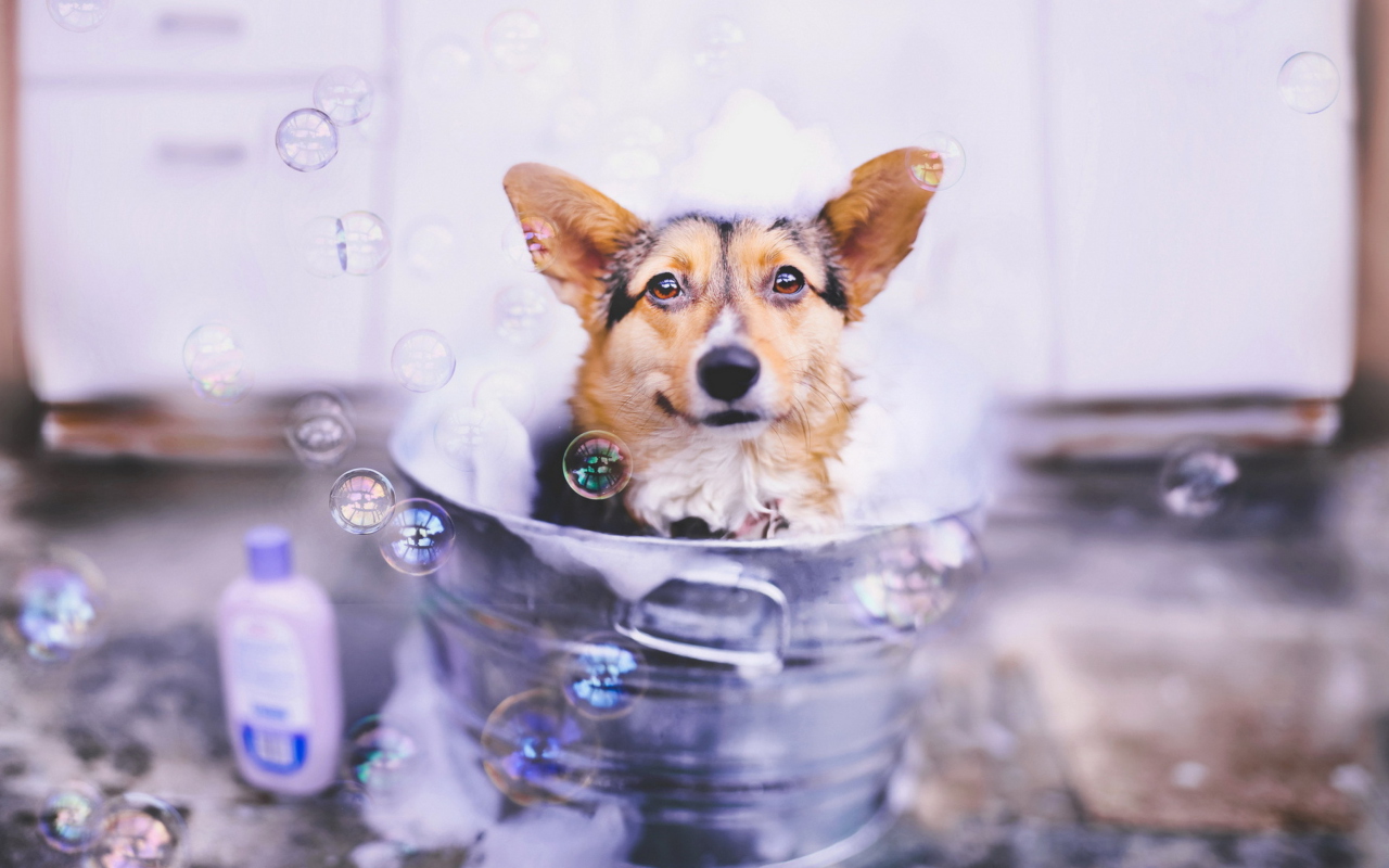 Das Dog And Bubbles Wallpaper 1280x800