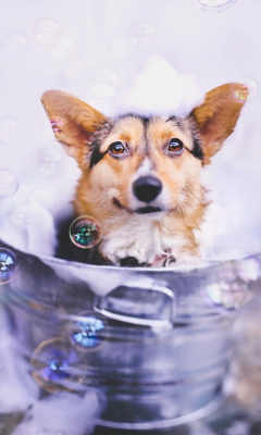 Das Dog And Bubbles Wallpaper 240x400