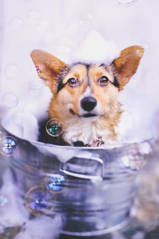 Screenshot №1 pro téma Dog And Bubbles 320x480