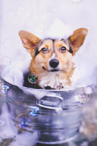 Fondo de pantalla Dog And Bubbles 320x480