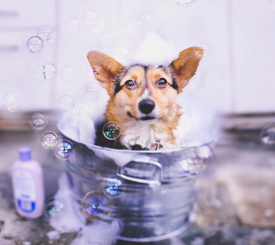 Dog And Bubbles wallpaper 960x854