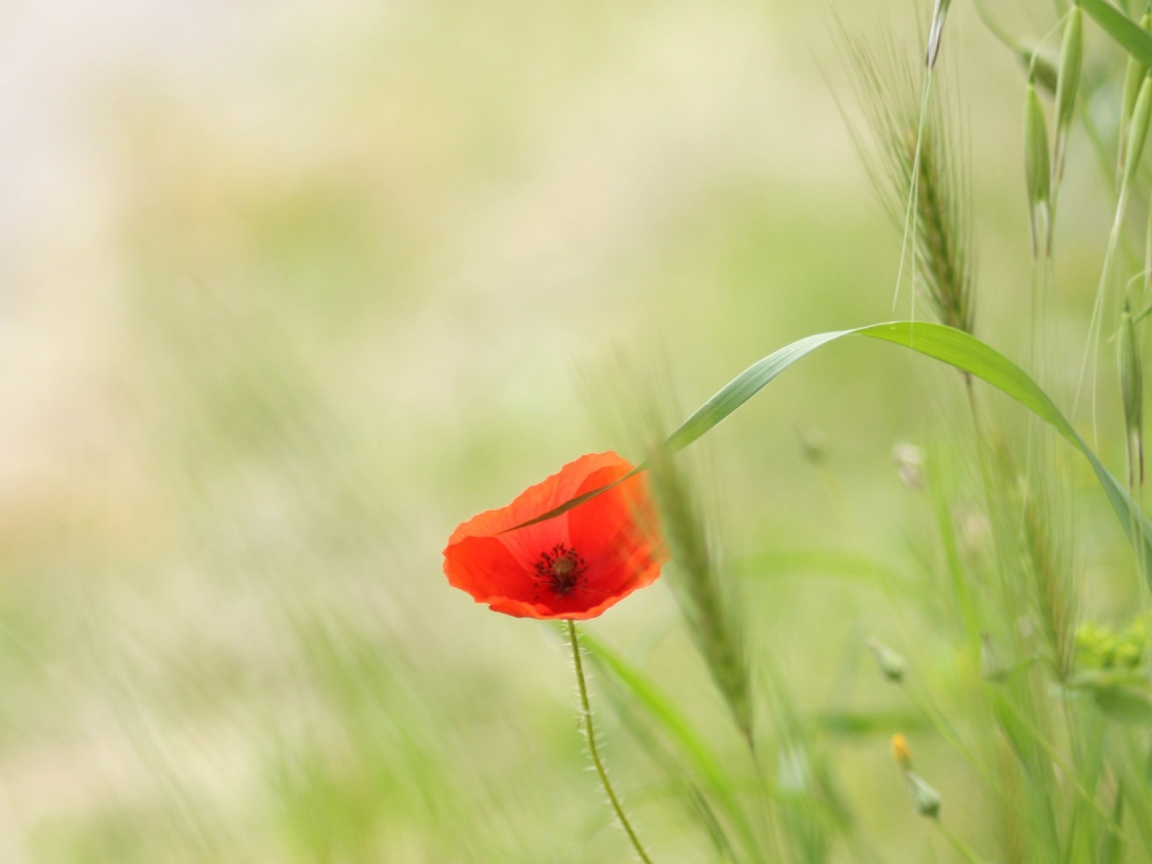 Screenshot №1 pro téma One Red Poppy 1152x864