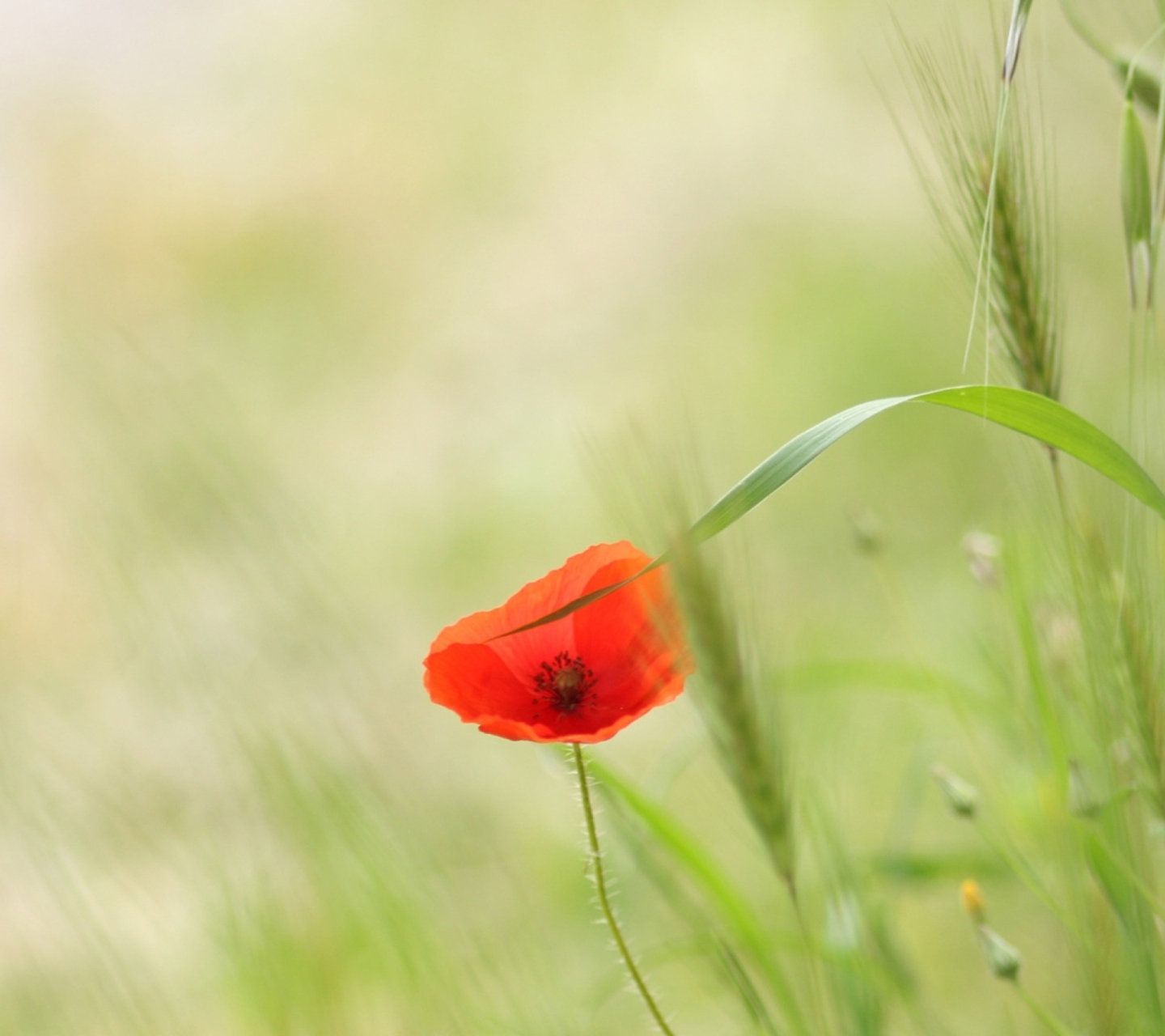 Screenshot №1 pro téma One Red Poppy 1440x1280