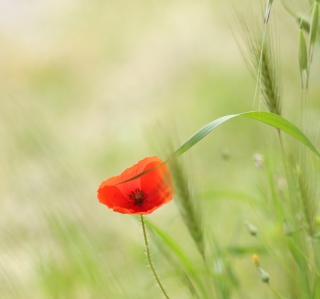 One Red Poppy Background for 1024x1024