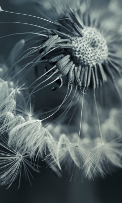 Screenshot №1 pro téma Dandelion 240x400