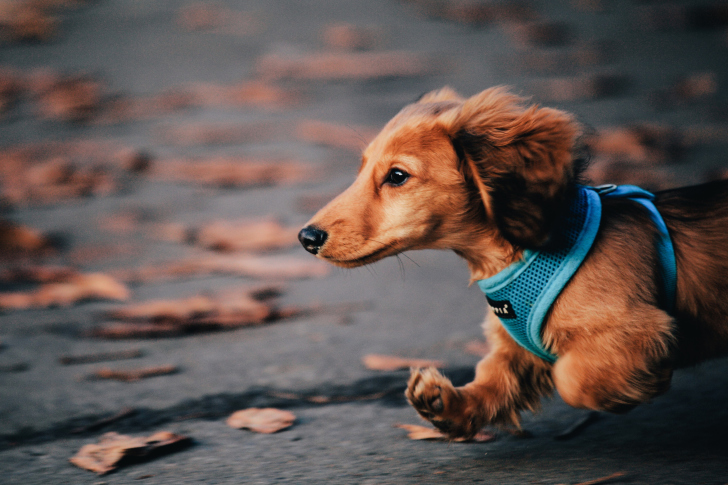 Sfondi Dog Running Fast