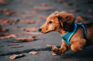 Dog Running Fast - Obrázkek zdarma pro HTC Hero