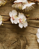 Cherry Flowers wallpaper 128x160