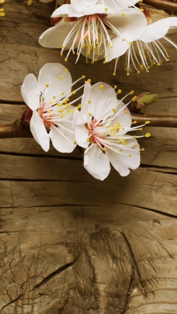 Cherry Flowers screenshot #1 360x640