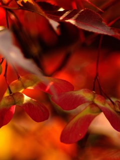 Fondo de pantalla Red Autumn Leaves 240x320