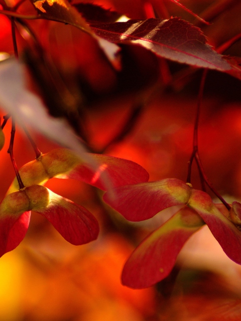 Red Autumn Leaves wallpaper 480x640