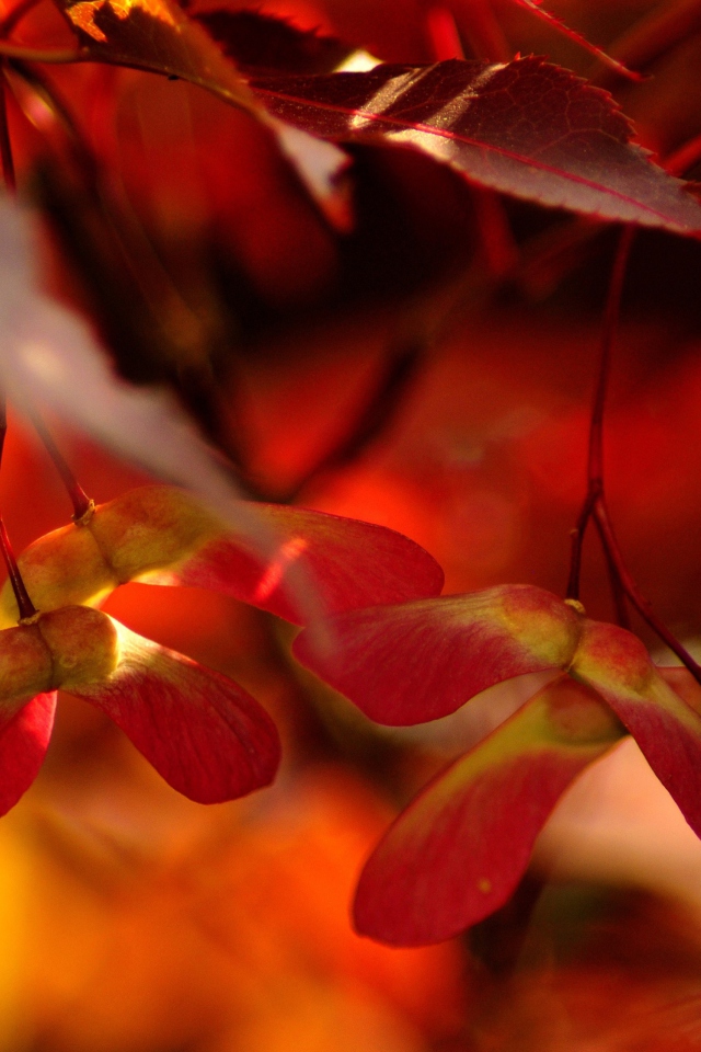 Red Autumn Leaves wallpaper 640x960