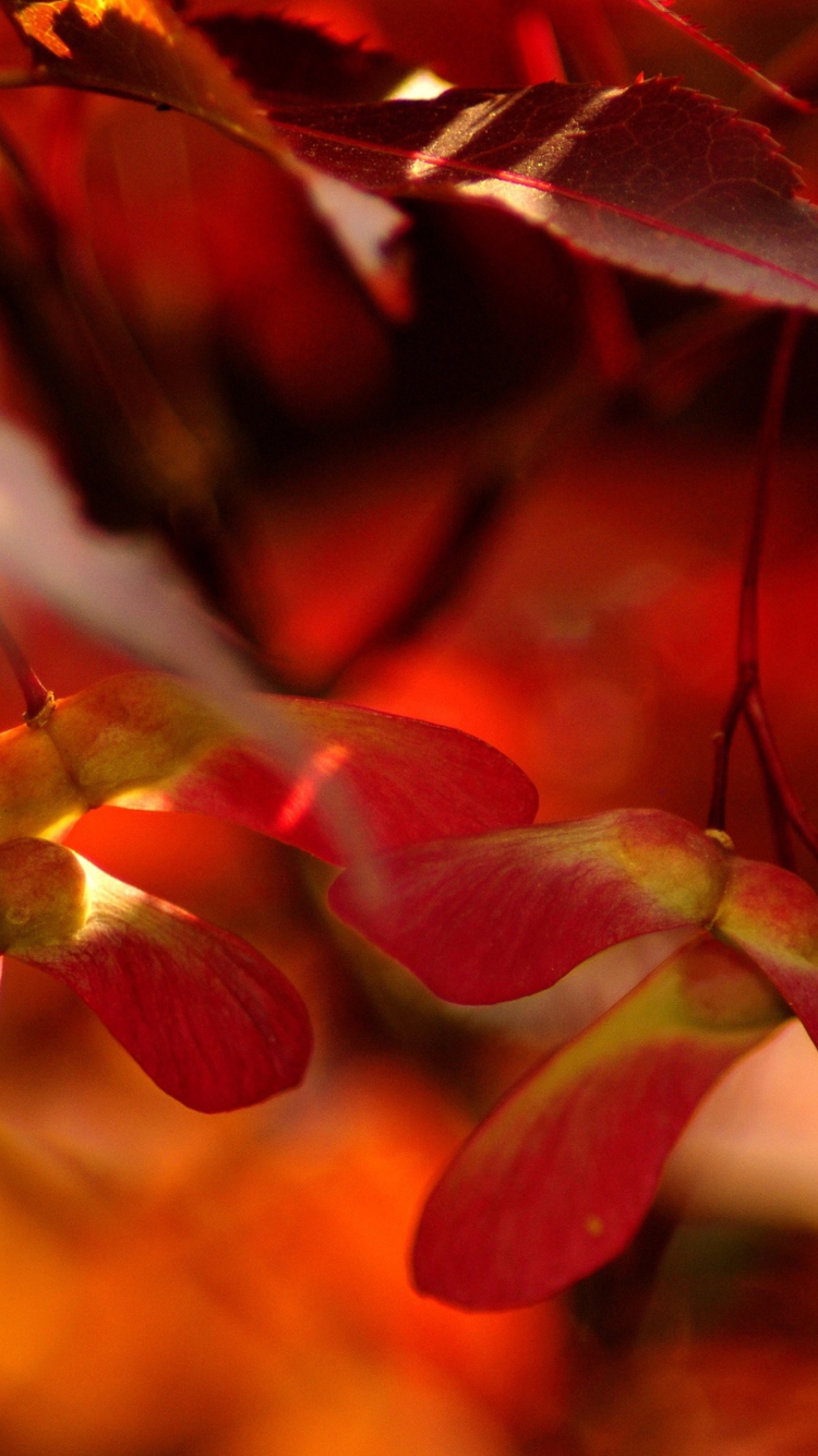 Red Autumn Leaves wallpaper 750x1334