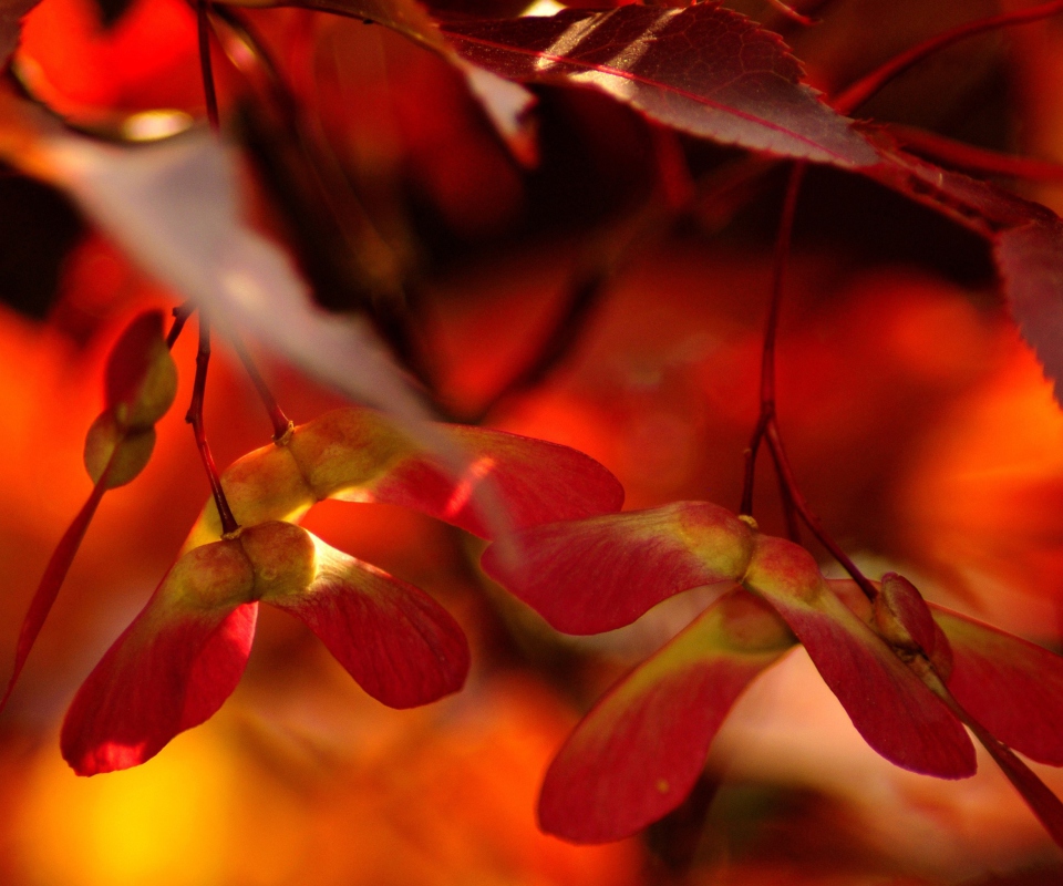 Red Autumn Leaves wallpaper 960x800