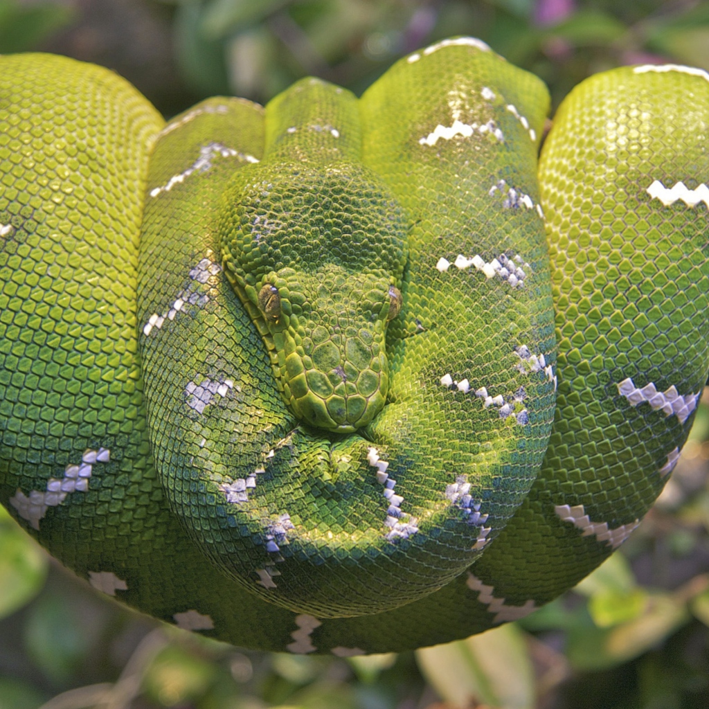 Das Emerald Green Tree Snake Wallpaper 1024x1024