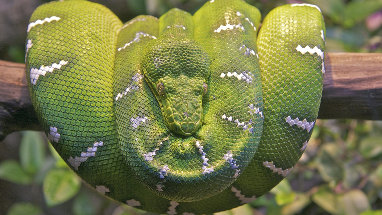 Fondo de pantalla Emerald Green Tree Snake 1280x720