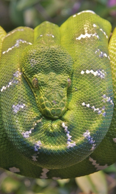 Emerald Green Tree Snake wallpaper 240x400