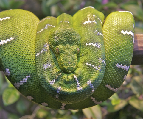 Sfondi Emerald Green Tree Snake 480x400
