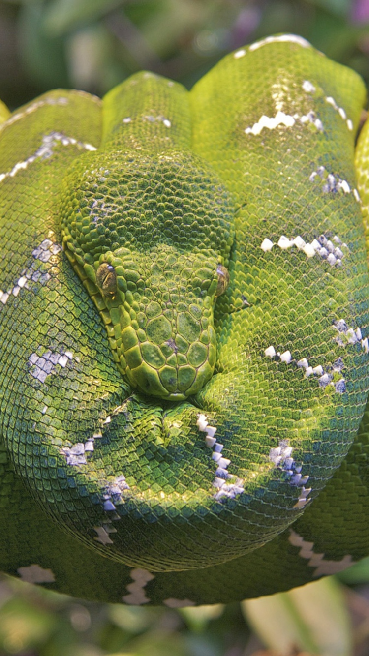 Обои Emerald Green Tree Snake 750x1334