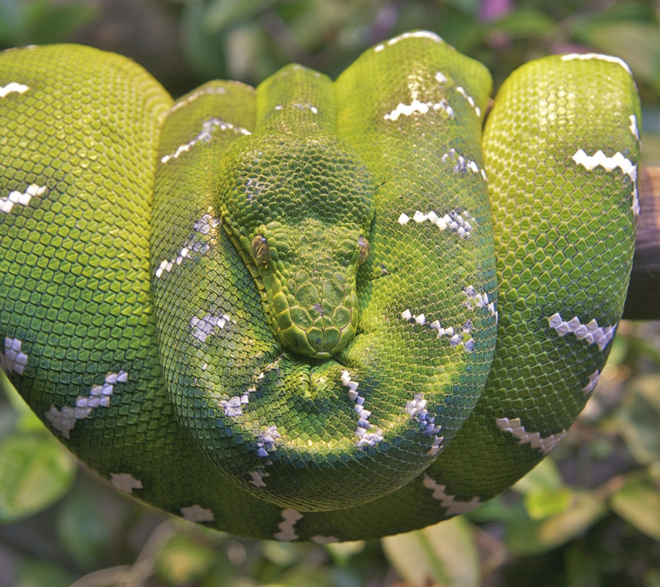 Обои Emerald Green Tree Snake 960x854