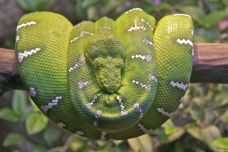 Обои Emerald Green Tree Snake