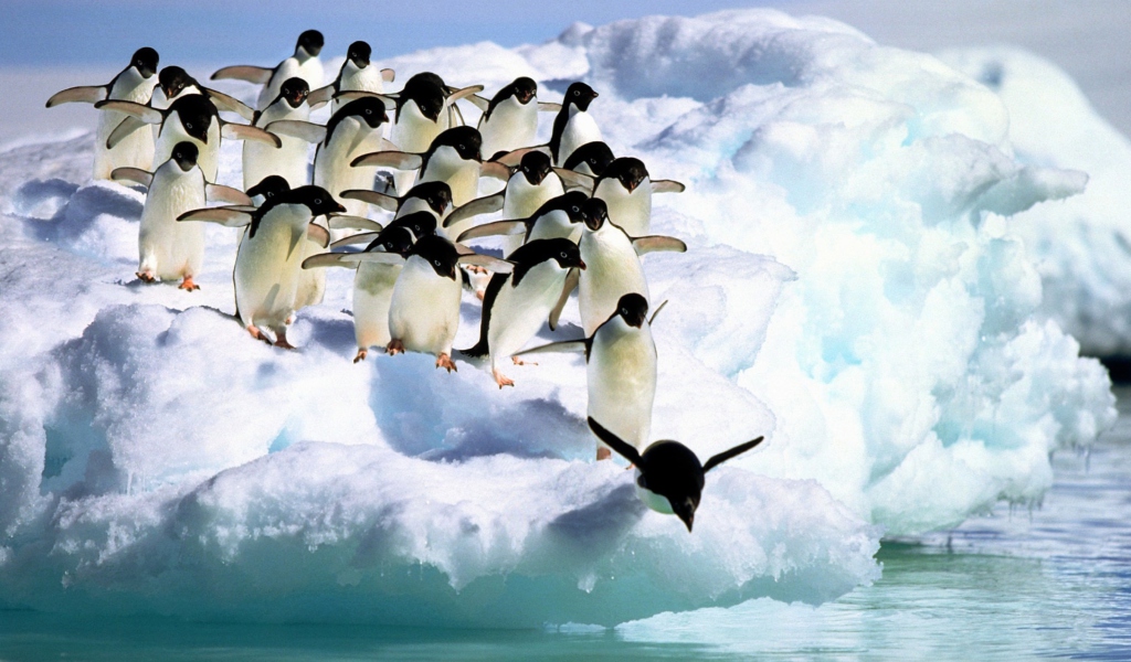 Fondo de pantalla Penguins On An Iceberg 1024x600